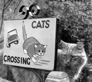 Sign 'Cat Crossing and Pussy ready to cross the road Sign 'Cat Crossing and Pussy ready to cross the road