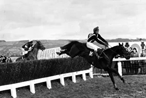 Silver Buck jumps the last on his way to victory in the Cheltenham Gold Cup 27th November Silver Buck jumps the last on his way to victory in the Cheltenham Gold Cup 27th November