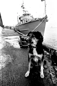 Sippers the mongrel mascot dog of HMS Soberton, pictured at the Fish Quay Sippers the mongrel mascot dog of HMS Soberton, pictured at the Fish Quay