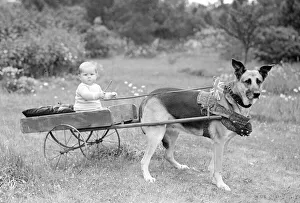 Small boy riding in a dog cart circa 1945 Union jack flag in collar Small boy riding in a dog cart circa 1945 Union jack flag in collar