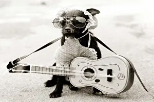 a small dog wearing sunglasses and a bib with a tiny guitar around his neck a small dog wearing sunglasses and a bib with a tiny guitar around his neck