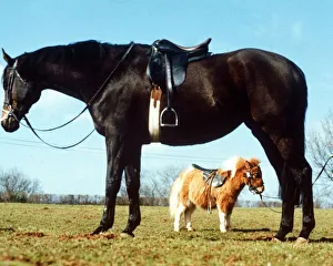 Small Talk - The Falabella Horse is set for stardom. He only weighs 4 Small Talk - The Falabella Horse is set for stardom. He only weighs 4