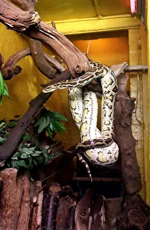 Snake - Boa Constrictor on a tree August 1998 Snake - Boa Constrictor on a tree August 1998