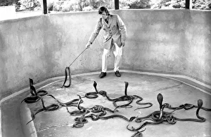 Snakes: Watched warily by his wife Patricia, snake handler Peter Waters goes back to work Snakes: Watched warily by his wife Patricia, snake handler Peter Waters goes back to work