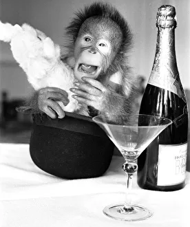 A sneezing baby Orangutan at Twycross Zoo beside a bottle of Bollinger Champagne A sneezing baby Orangutan at Twycross Zoo beside a bottle of Bollinger Champagne