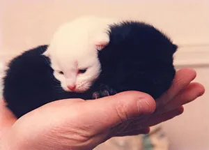 Snow and Drift new born brother and sister kittens Snow and Drift new born brother and sister kittens