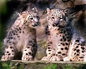 Images Dated 15th December 1998: Snow Leopard Cubs December 1998 Brilliant and white pictured at Edinburgh Zoo