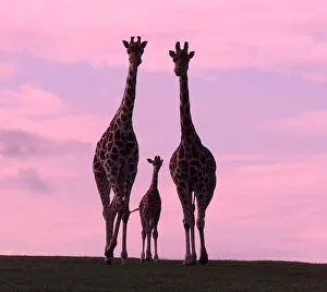 Sophie the newborn Giraffe makes her first public appearance with mom Amy Sophie the newborn Giraffe makes her first public appearance with mom Amy