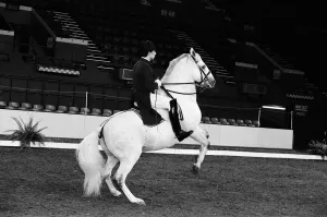 The Spanish Riding School of Vienna rehearsing their classical art of riding which they The Spanish Riding School of Vienna rehearsing their classical art of riding which they