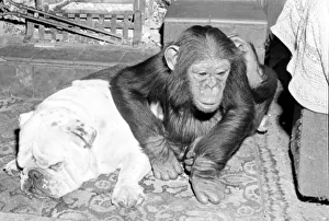 Sparky the chimpanzee relaxes with a bulldog, sleeping on a hearthrug April 1976 Rev 4172 Sparky the chimpanzee relaxes with a bulldog, sleeping on a hearthrug April 1976 Rev 4172
