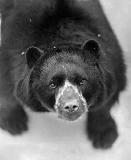 Images Dated 6th May 1972: Spectacled bear Pedro, whose eye 'glasses', like some others of his breed