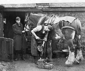 Spiked shoes, to prevent slipping on frozen roads, being fitted at a Blaydon smithy Spiked shoes, to prevent slipping on frozen roads, being fitted at a Blaydon smithy
