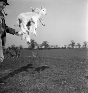 Spring Lambs on Blarche Farm. February 1950 O22756 Spring Lambs on Blarche Farm. February 1950 O22756