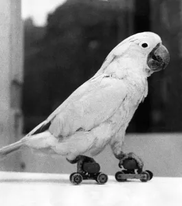Squeeky the the Cockatoo enjoys skating at Newcastle Winter Zoo Squeeky the the Cockatoo enjoys skating at Newcastle Winter Zoo