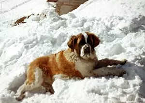 Images Dated 30th September 1970: A St Bernard Dog in the snow September 1970