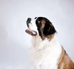 A St Bernard mountain dog looking upwards September 1976 animal animals pet A St Bernard mountain dog looking upwards September 1976 animal animals pet