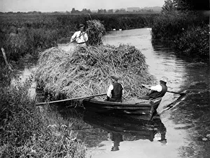 St Faith Rush Industry Rockland St Mary Norfolk A Boatload of Chique reed is cut St Faith Rush Industry Rockland St Mary Norfolk A Boatload of Chique reed is cut