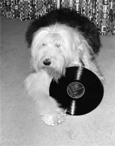 Star Struck .Effie the Sheepdog with a record of her favourite recording star " Star Struck .Effie the Sheepdog with a record of her favourite recording star "