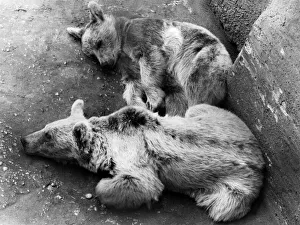 This is one story of the three Bears that really will end in tragedy This is one story of the three Bears that really will end in tragedy