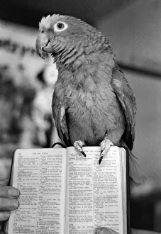 Stringer Lancaster. Bobby the psalmonious parrot. April 1981 P005889 Stringer Lancaster. Bobby the psalmonious parrot. April 1981 P005889