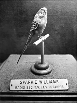 Stuffed budgie Sparkie Williams at Newcastle's Hancock Museum Stuffed budgie Sparkie Williams at Newcastle's Hancock Museum