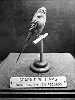 Stuffed budgie Sparkie Williams at Newcastle's Hancock Museum Stuffed budgie Sparkie Williams at Newcastle's Hancock Museum