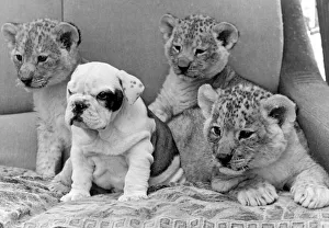 Sue the bulldog is flanked by three lion cubs at Southam zoo, Warwickshire Sue the bulldog is flanked by three lion cubs at Southam zoo, Warwickshire