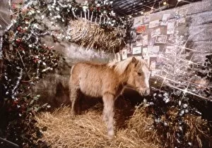Images Dated 1st December 1982: Sunday mirror pony Lucky pictured in a Christmas stable setting December 1982