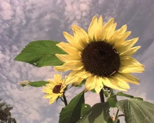 Sunflowers sway in the wind in the new cooks garden at Ryton Organic Gardens Sunflowers sway in the wind in the new cooks garden at Ryton Organic Gardens