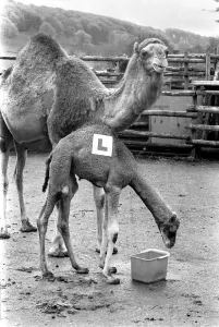 Suzie a week old Camel in Longleat (wilts) Safari Park. The nearest arrival to the camel Suzie a week old Camel in Longleat (wilts) Safari Park. The nearest arrival to the camel