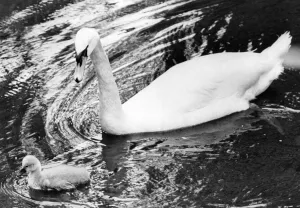 A swan swimming in the Ouseburn at Jesmond Dene with her cygnet A swan swimming in the Ouseburn at Jesmond Dene with her cygnet