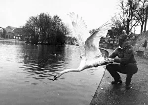Images Dated 1st March 1983: Most of the swans on the River Thames belong to the Queen