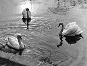 These three swans a serenely floating on Bolam Lake These three swans a serenely floating on Bolam Lake