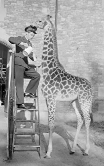 A Tall Order Gerd Zellmer the Giraffe Keeper at Bristol Zoo seen here feeding A Tall Order Gerd Zellmer the Giraffe Keeper at Bristol Zoo seen here feeding