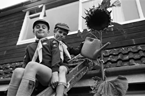 Tall story... green fingered cubs David Ryan (right) and Darren Neary have to climb a Tall story... green fingered cubs David Ryan (right) and Darren Neary have to climb a