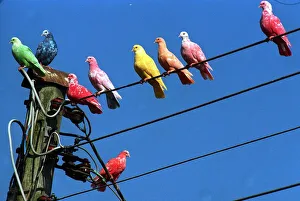 Tam Ramsay coloured pigeons September 1997 Tam Ramsay coloured pigeons September 1997