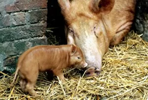 Images Dated 15th January 1980: Tamworth pig and piglet at a farm in England January 1980