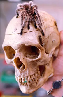 A tarantula on a human skull in November 1994 A tarantula on a human skull in November 1994