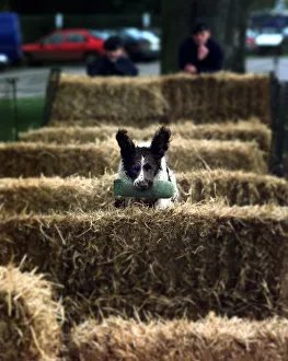 Tash, a two year old Springer Spaniel jumps over hay bales during the obstacle round of Tash, a two year old Springer Spaniel jumps over hay bales during the obstacle round of