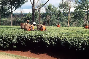 Tea pickers at work Kericho South West Kenya Africa Tea pickers at work Kericho South West Kenya Africa