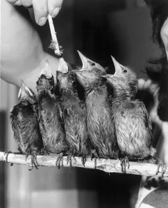 Teatime for a flock of orphan fledglings at St Tiggywinkles Animal Hospital Teatime for a flock of orphan fledglings at St Tiggywinkles Animal Hospital