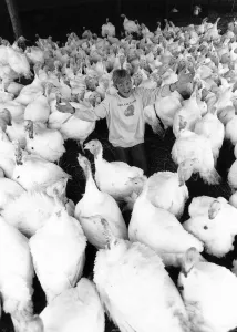 Teddah Marden Ranger Turkey farmer and birds Kent 1989 Teddah Marden Ranger Turkey farmer and birds Kent 1989