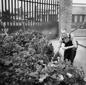 Teesside industry in Britain in Bloom competition. 1971 Teesside industry in Britain in Bloom competition. 1971