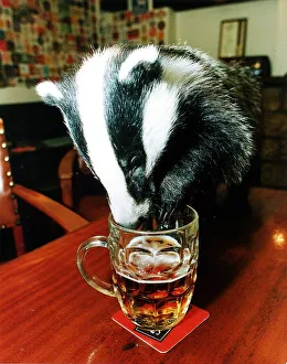 Teka the Badger makes a real beast of herself with a beer Teka the Badger makes a real beast of herself with a beer