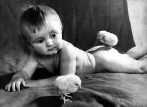 Thirteen month old boy Ian Bottomley of St Annes meets his first spring chickens Thirteen month old boy Ian Bottomley of St Annes meets his first spring chickens