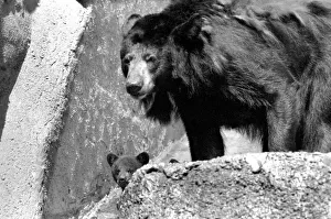 The three-some, three Black bears called Daphne, Chloe and Montmorency played games with The three-some, three Black bears called Daphne, Chloe and Montmorency played games with