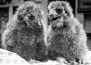 Three-week-old eagle owl chicks called Sally & Ros at Guilsborough Bird & Pet Park Three-week-old eagle owl chicks called Sally & Ros at Guilsborough Bird & Pet Park