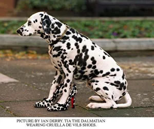 Tia the Dalmatian wearing Cruella De Vils shoes Tia the Dalmatian wearing Cruella De Vils shoes