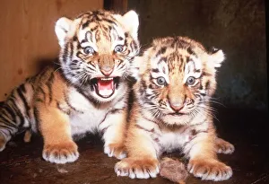 Tiger Tiger. Young Cubs at Marwell Zoo. June 1985 Tiger Tiger. Young Cubs at Marwell Zoo. June 1985