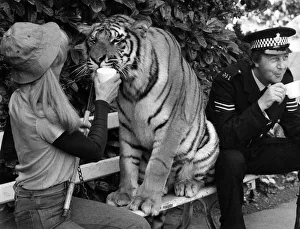 A tigress will be allowed to pad free at Frome filming of a new drama series A tigress will be allowed to pad free at Frome filming of a new drama series